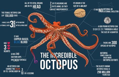 octopus names mythology.